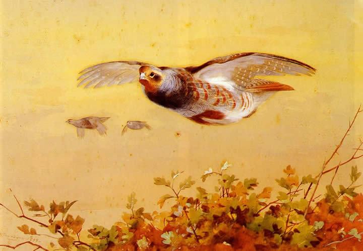 Archibald Thorburn English Partridge In Flight